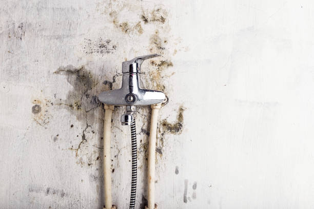 Best Industrial Mold Remediation in Westvale, NY